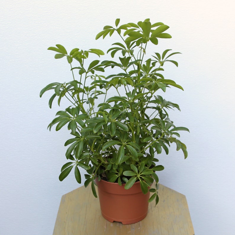 LIVE 6 Inch Pot Arboricola Hawaiian Schefflera, Dwarf Umbrella Tree, Indoor Potted Plant, Perfect Gift for Home or Office
