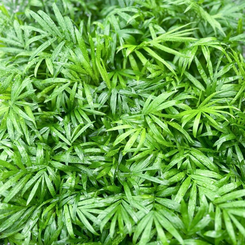 12 Pack Live Parlor Palm 3" Pots Chamaedorea Elegans Indoor Plant Gift for Home & Office, Mom Birthday, Plant Lover Gift