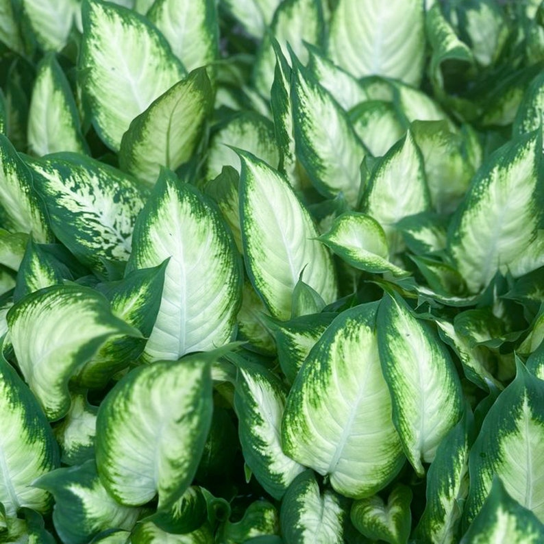 12 Pack Live 3" Pot Dieffenbachia Dumb Cane Plants - Indoor Houseplant Gift - Easy Care Houseplant - Dieffenbachia spp.