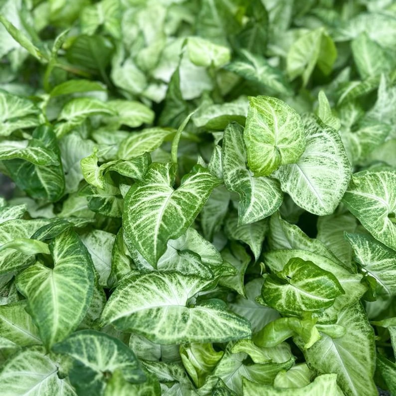 12 Pack Live 3" White Butterfly Syngonium Arrowhead Plants - Syngonium Podophyllum - Gift for Plant Lovers and Grandparents