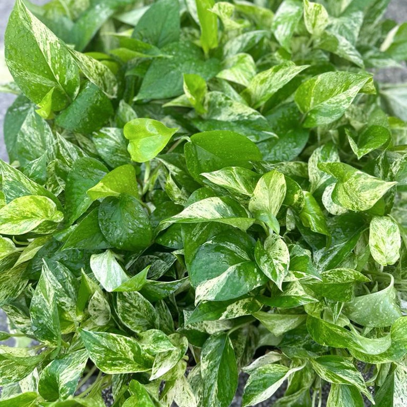 8 Pack Live 4" Pot Marble Queen Pothos Plants, Variegated Vine, Epipremnum Aureum, Office Gift, Trailing Houseplant Bundle