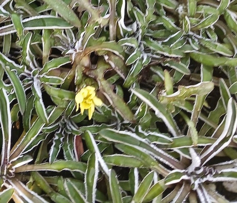 Dymondia margaretae Silver Carpet Ground Cover Plant - Drought-Tolerant Evergreen Perennial for Full Sun - Low Maintenance