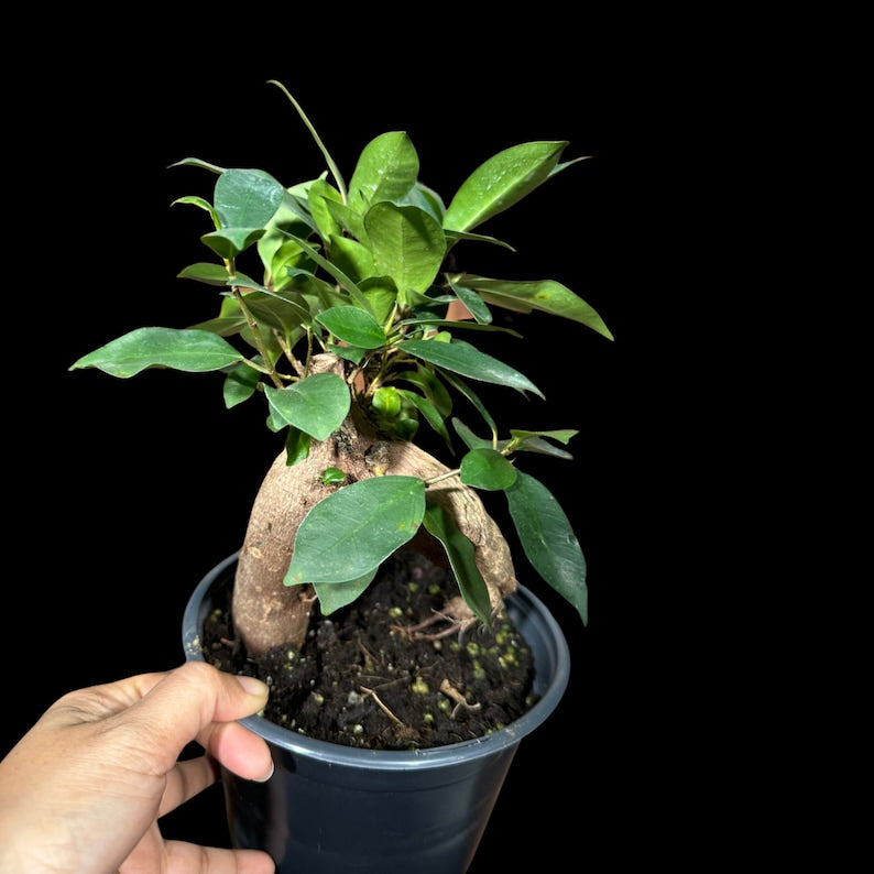 Ficus 'Ginseng' Bonsai Plant in 6" Pot - Low Light Houseplant - Ficus microcarpa 'Ginseng' - Perfect Gift for Plant Lovers