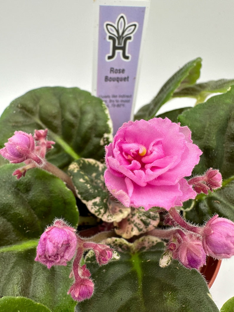 Live African Violet 4" Plant - Blooming Variety - Saintpaulia - Indoor Houseplant for Home Decor & Gifts