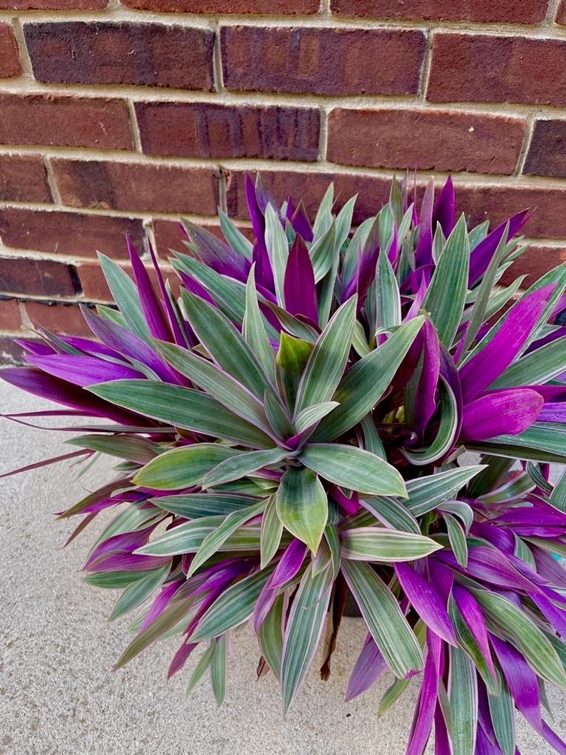 Rhoeo Tricolor Plant - Rare Purple Variegated Wandering Jew - Tradescantia - Easy Care Indoor Plant in Nursery Pot