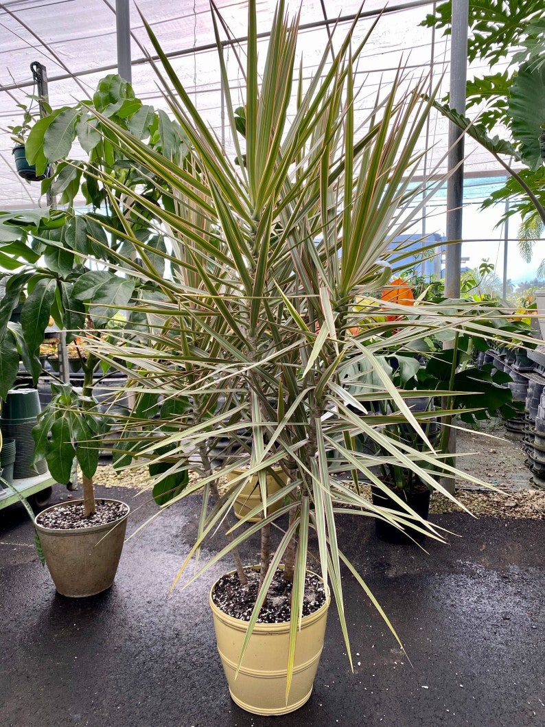 Dracaena Dragon Tree Bicolor - Indoor Plant, Low Maintenance Houseplant, Dracaena Marginata, Drought Tolerant Green Foliage