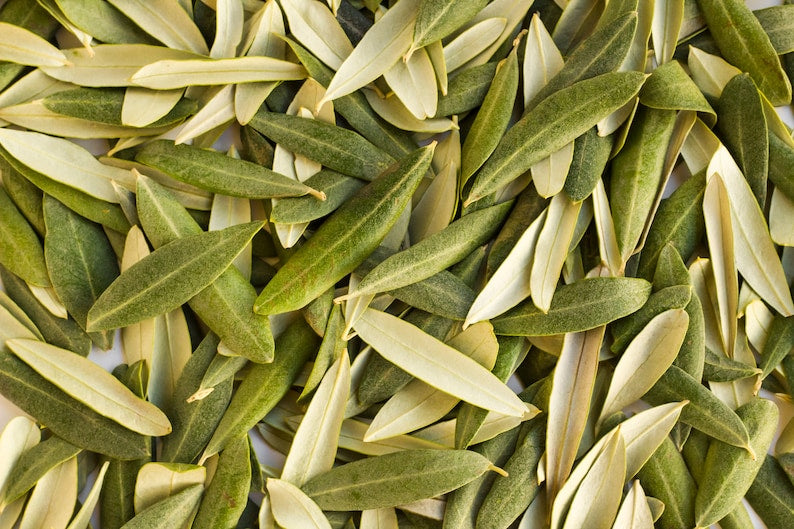 Fresh Olive Leaves - 100 Count - Organic Olea europaea - Hand Picked for Tea, Cooking, Wedding Decor - Free Shipping Over $35