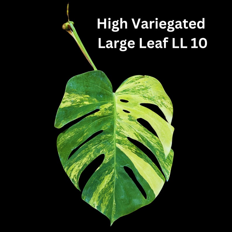 Monstera Cutting - Variegated Aurea - Monstera Borsigiana Aurea Variegata - Tropical Houseplant - US Seller