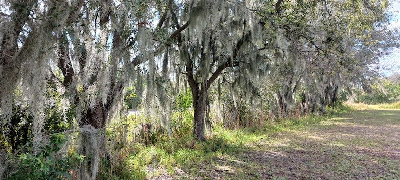 Spanish Moss Air Plant 1 Quart Bundle Tillandsia usneoides Organic Tropical Decor
