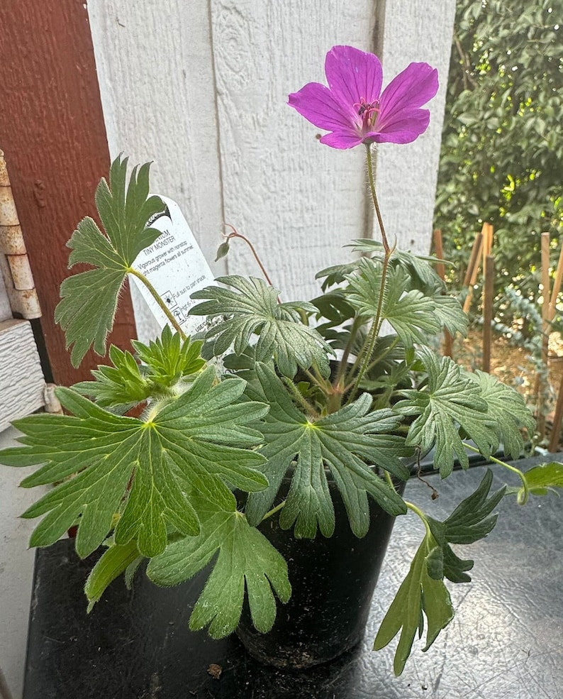 Tiny Monster Geranium Plant - 4 Inch Pot - Magenta Flowers - Geranium 'Tiny Monster' - Vibrant Ground Cover for Indoor/Outdoor Garden