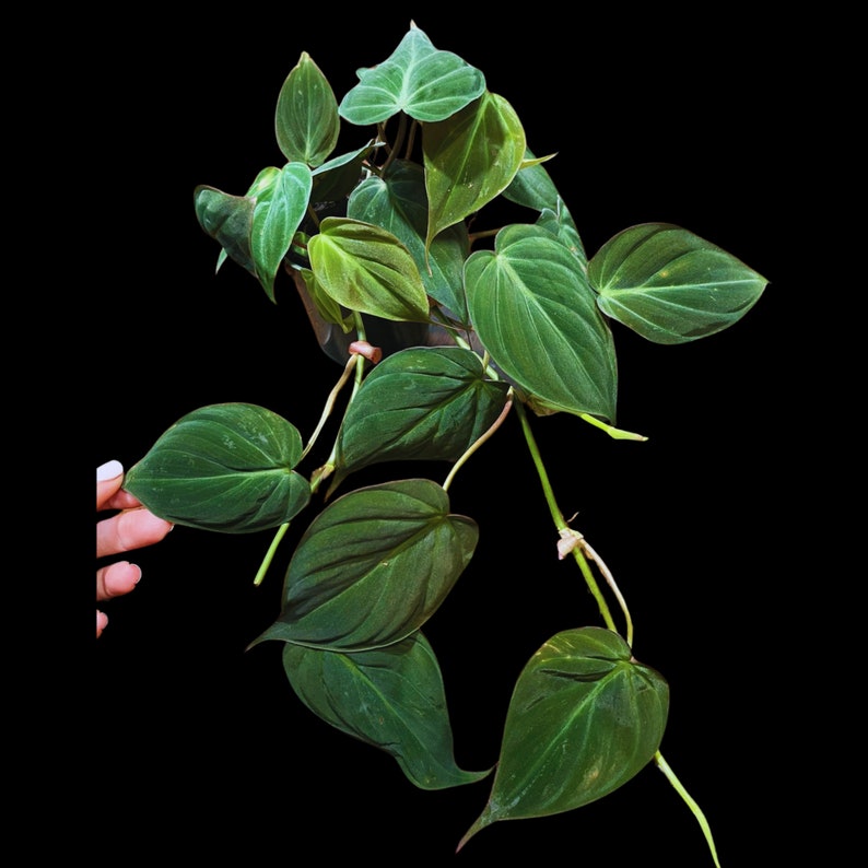 velvet leaf indoor plant Philodendron Velvet - Philodendron Micans