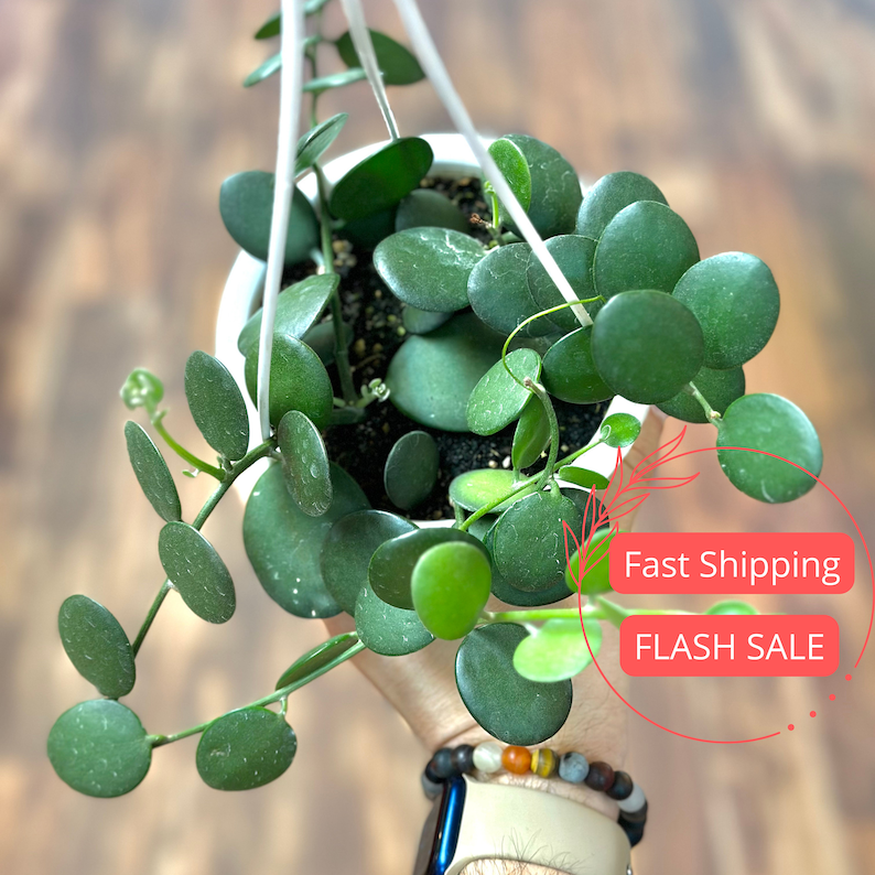 starburst succulent Starburst Succulent with Succulents in Container 6