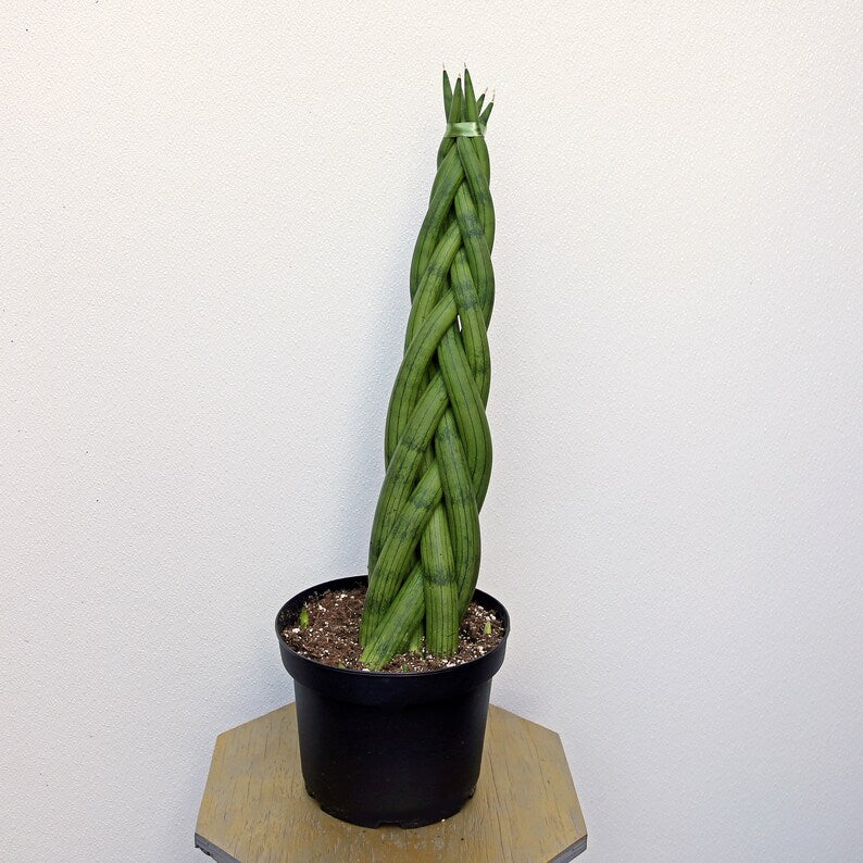 LIVE 8 Inch Sansevieria Cylindrica Braid, Indoor Houseplant, Snake Plant, Mother-In-Law's Tongue, Air Purifying Plant