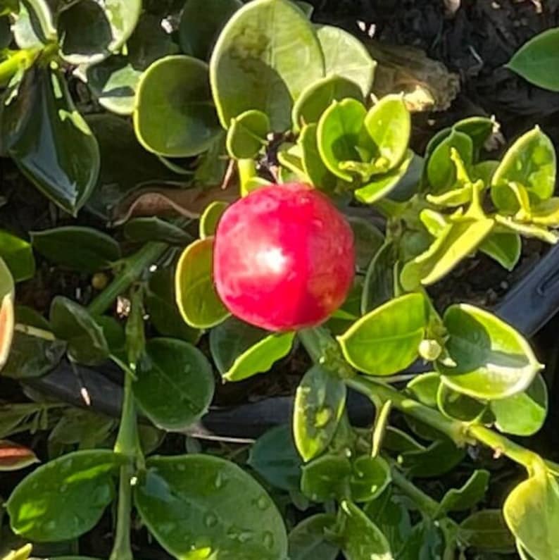 Natal Plum Shrub, 1 Gallon, Carissa macrocarpa 'Tuttle' or 'Boxwood Beauty', Low-Growing Evergreen Groundcover, Edible Fruit