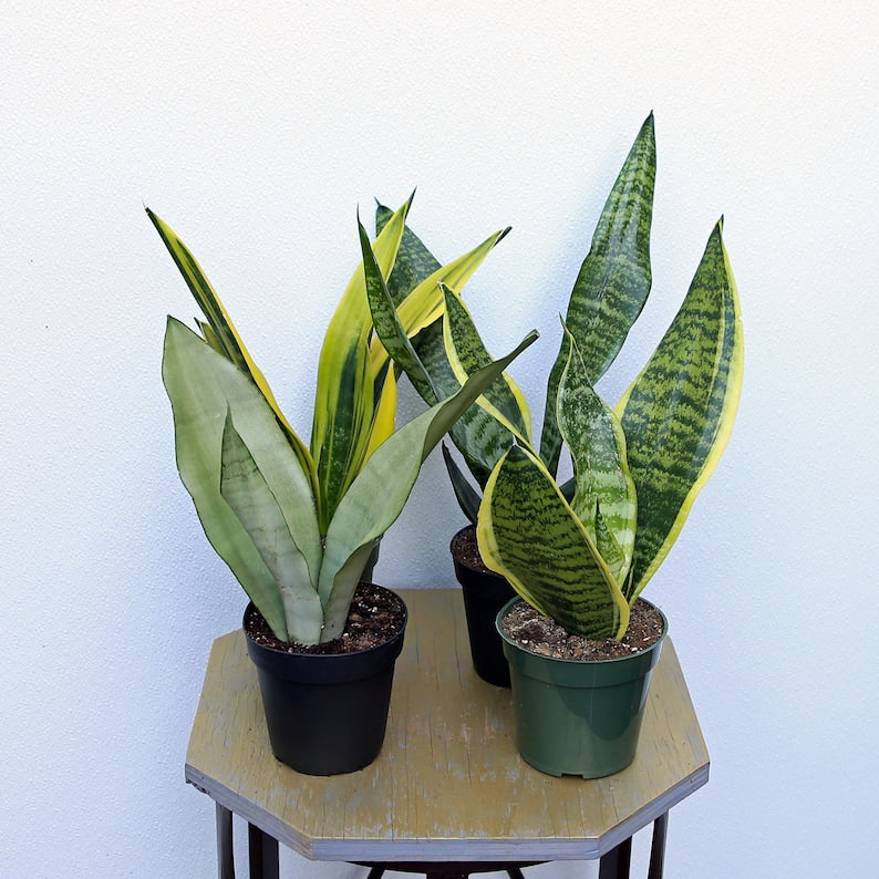 LIVE 4" Sansevieria Plants - Moonshine, Golden Flame, Superba & Robusta - Snake Plant, Houseplant, Indoor Succulent