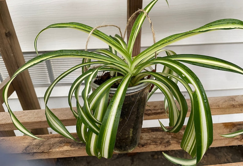 Curly Spider Plant 4 inch Pot Bonnie Variety Chlorophytum comosum 'Bonnie' Indoor Houseplant Low Light Tolerant