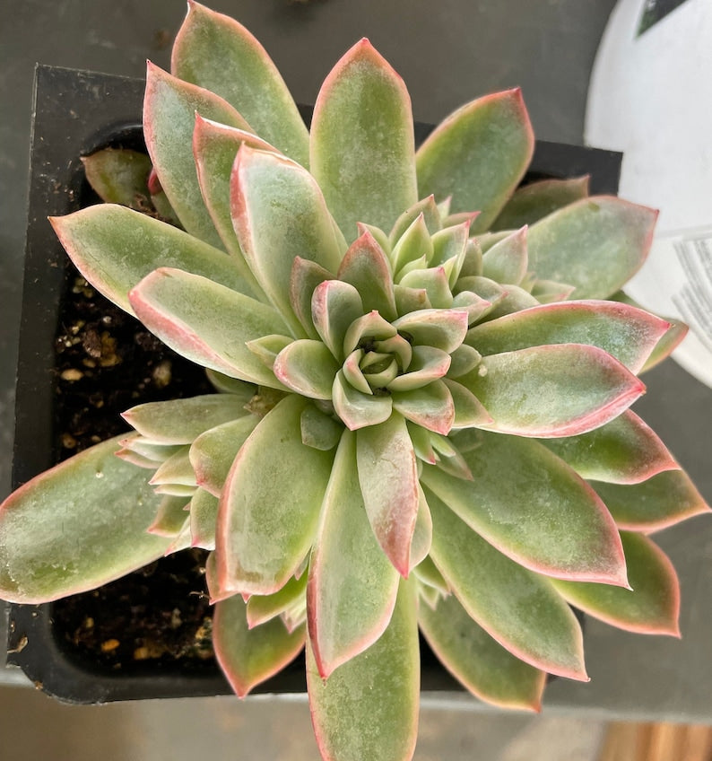 big succulents indoor Large Succulents - 4 Inch Pot - Drought-Tolerant Varieties