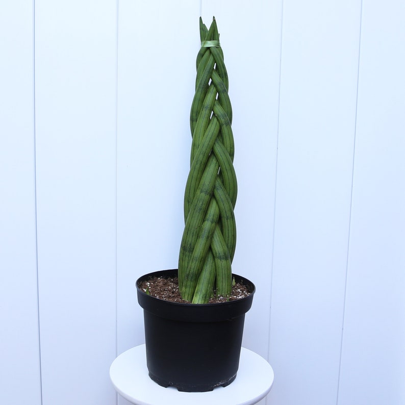 LIVE 8” Sansevieria Cylindrica Braid, Snake Plant, Indoor Air Purifier, Houseplant Gift, Mother-In-Law's Tongue