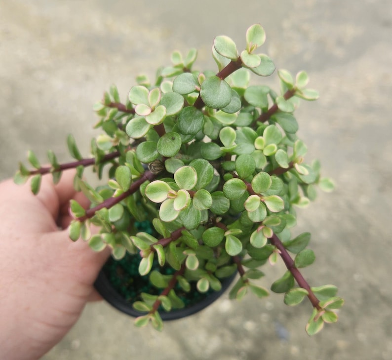 Variegated Portulacaria afra Mini Jade Bonsai Start - Live Plant - Pre Bonsai - Outdoor Grown - Minor Blemishes Possible