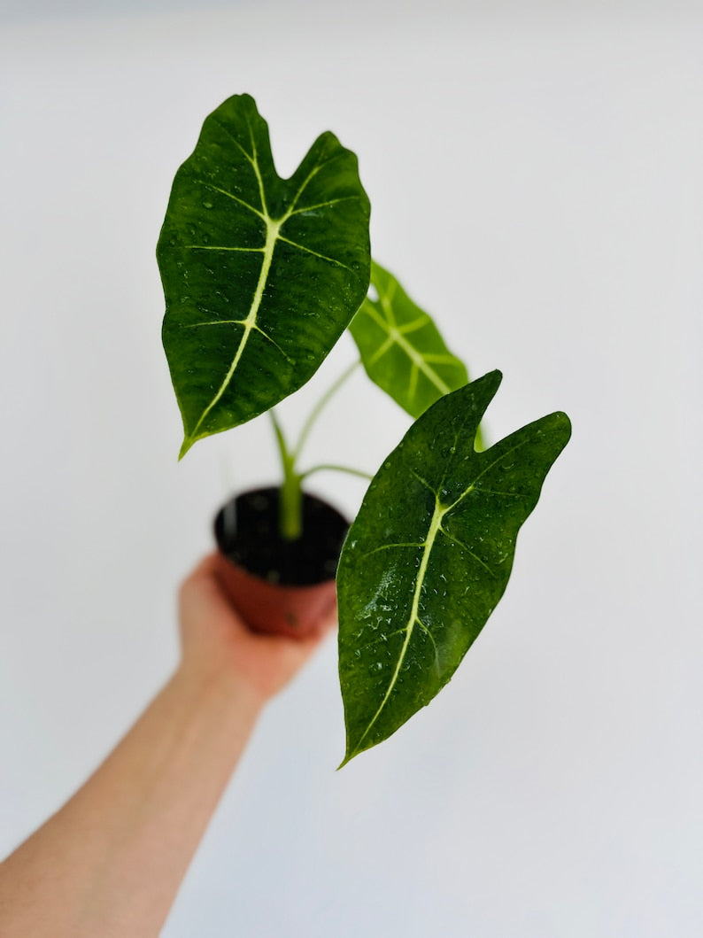 velvet elvis house plant Alocasia Velvet Elvis Plant - 4" Pot - Heart Shaped Tropical Houseplant - Alocasia Reginula