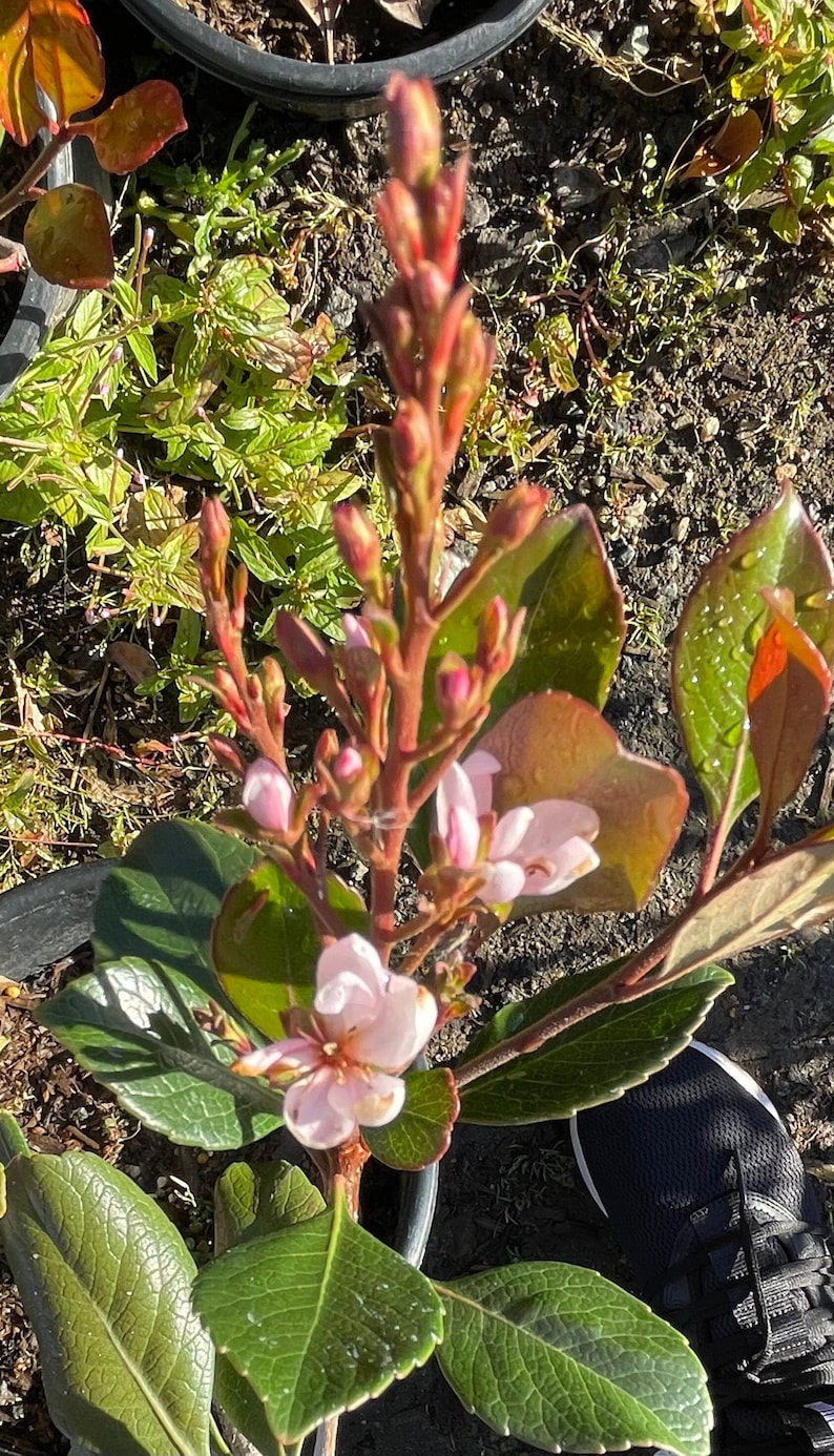 Indian Hawthorn Shrub in 1 Gallon Pot | Rhaphiolepis indica | Evergreen Foliage & Berries | Hardy USDA Zones 7-10