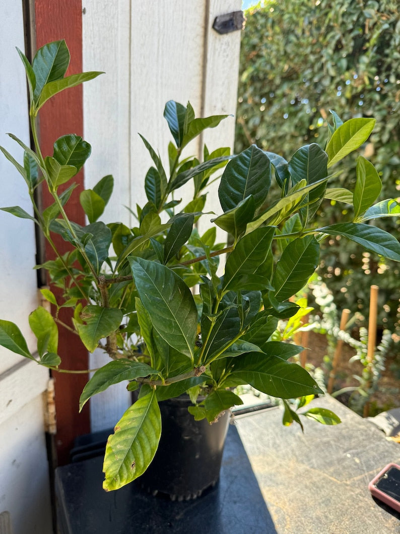 can you plant a gardenia bush in a pot Double Mint Gardenia Plant - One Gallon Pot - Fragrant White Flowers