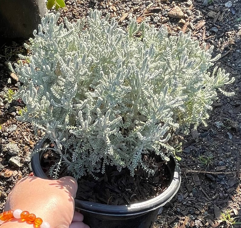 one gallon lavender plants Lavender Cotton Plant in One-Gallon Pot