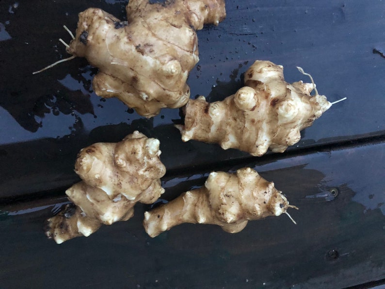 Sunchoke Tubers for Planting & Eating - Helianthus tuberosus - Nutritious Sunroot Vegetable, Ideal for Gardens & Culinary Use
