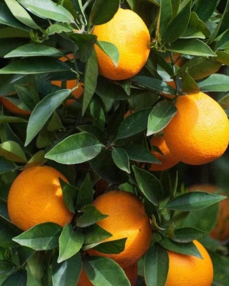 Sunburst Tangerine Tree 3ft Grafted Citrus Tree - Cold Hardy Citrus, Citrus reticulata, Zone 8-11, Sweet Fruit Production