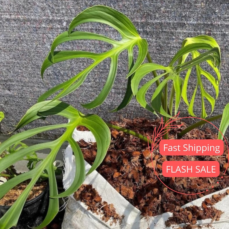 Monstera Burle Marx Flame Starter Plant | Tissue Culture Monstera | Rare Greenhouse Houseplant | Monstera deliciosa