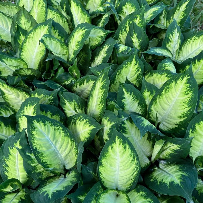 dieffenbachia plant seeds 8 Pack Live 4" Dieffenbachia Dumb Cane Plants