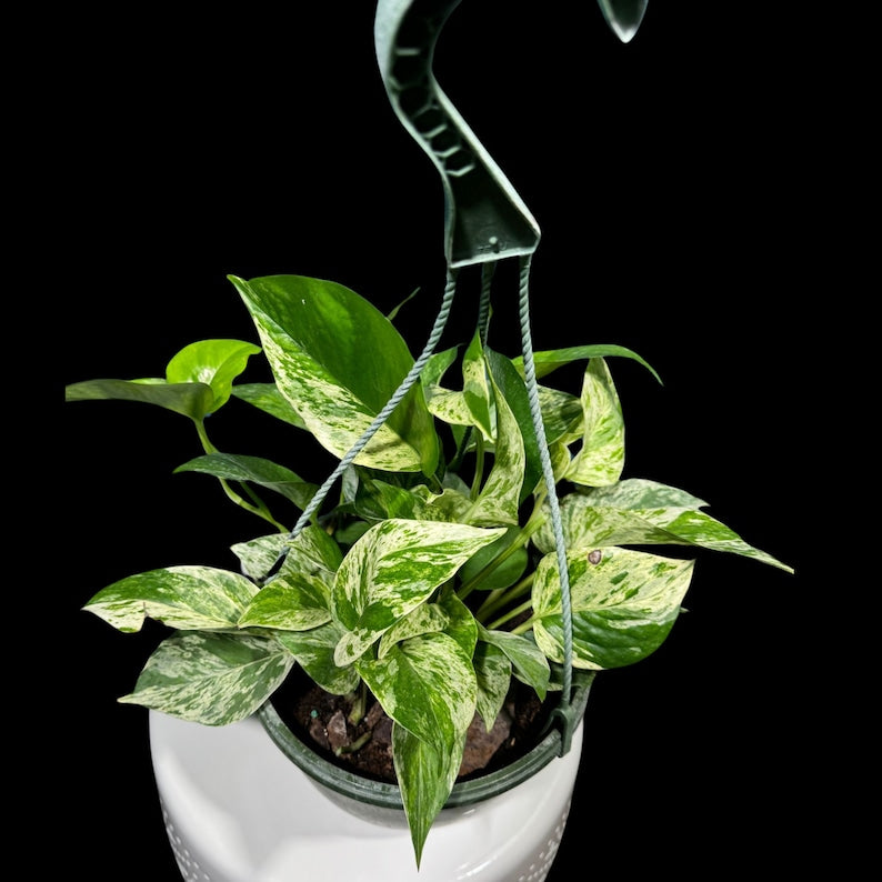 Marble Pothos 8" Hanging Basket - Variegated Indoor Plant - Epipremnum aureum - Easy Care Houseplant for Low Light