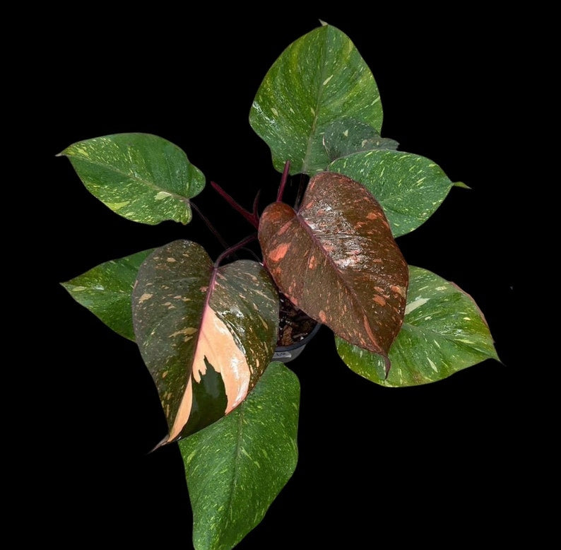Philodendron Orange Princess Variegated Live Plant - Rare Aroid - Philodendron 'Orange Princess' - US Seller