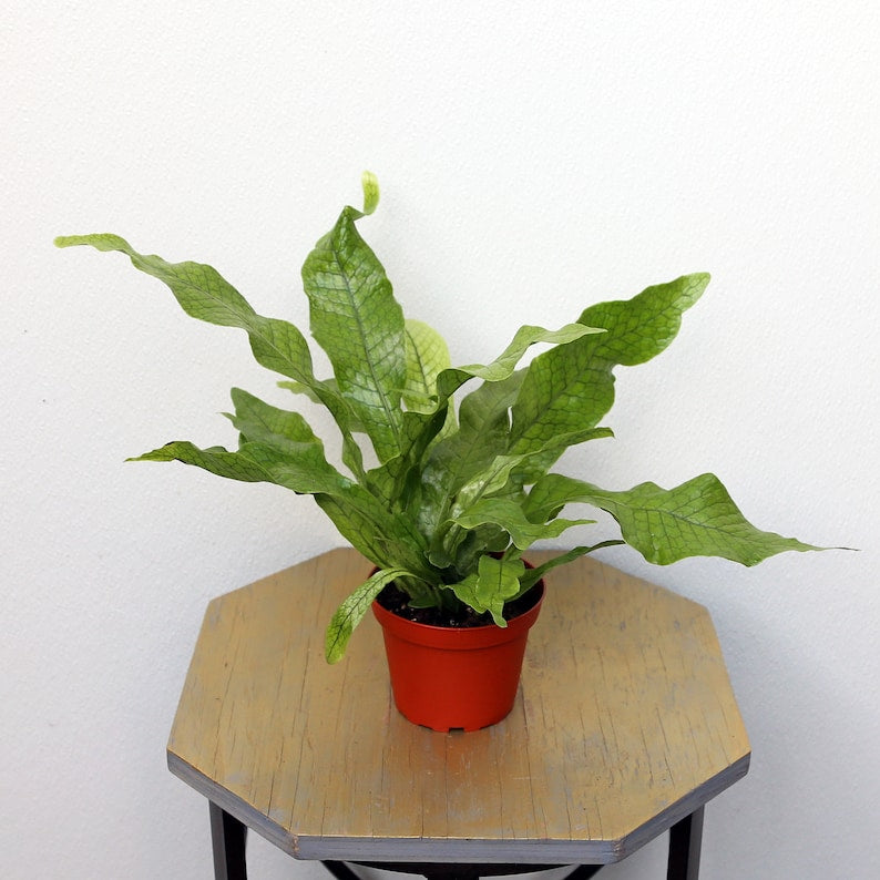 Crocodile Fern Plant - 4 Inch Pot, Microsorum Musifolium, Alligator Fern, Unique Houseplant for Indoor Gardening, Air Purifying Plant