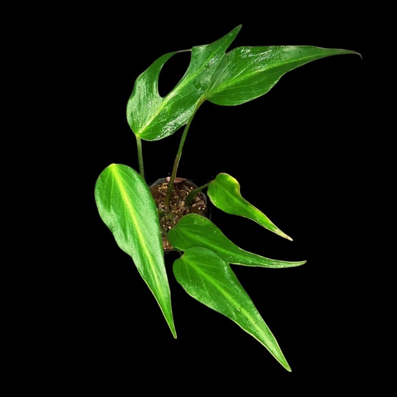 Monstera Burle Marx Flame Plant in Nursery Pot - Rare Monstera Dilacerata - Unique Leaf Shape - Indoor Aroid Plant