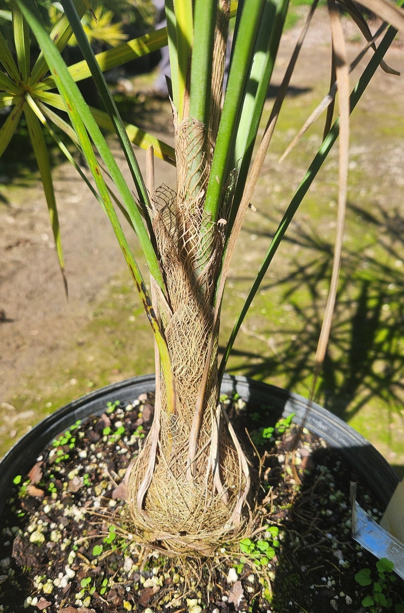 Coccothrinax fragrans Live Plant - Outdoor Grown Palm - Fragrant Thatch Palm - Hardy Tropical Plant for Gardens