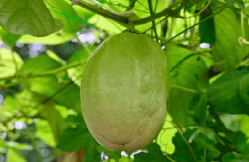 Giant Granadilla Passion Fruit Plant Starter - Edible Yellow Passion Fruit Vine - Passiflora quadrangularis - Live Houseplant
