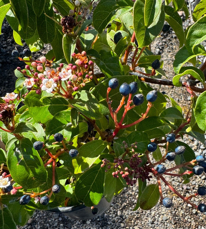 Viburnum Plant - 1 Gallon - 'Spring Bouquet' Compact Dwarf Variety - Viburnum tinus - Ornamental Flowering Shrub