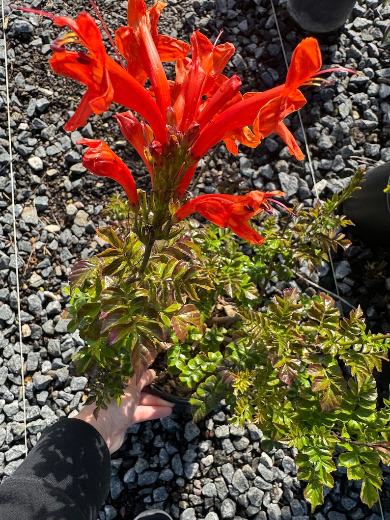 honeysuckle flower seeds Cape Honeysuckle Plant - 1 Gallon Pot - Tecomaria capensis