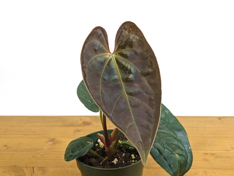 Anthurium Black Diamond Inverse Crossing - Hybrid Regale x Luxurians - Tropical Houseplant - Exotic Indoor Plant