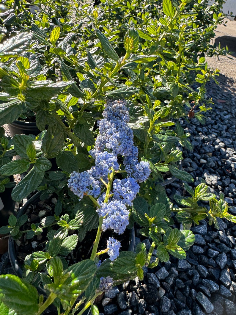 Ceanothus Yankee Point - 1 Gallon Pot - Blue Flowering Evergreen Shrub - Ceanothus griseus horizontalis 'Yankee Point'