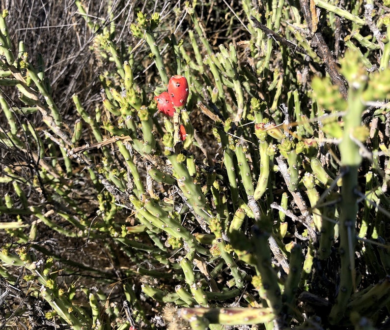 Christmas Cholla Seeds (10) - Pencil Cactus, Tasajillo, Cylindropuntia Leptocaulis - Drought-Tolerant Southwestern Plant