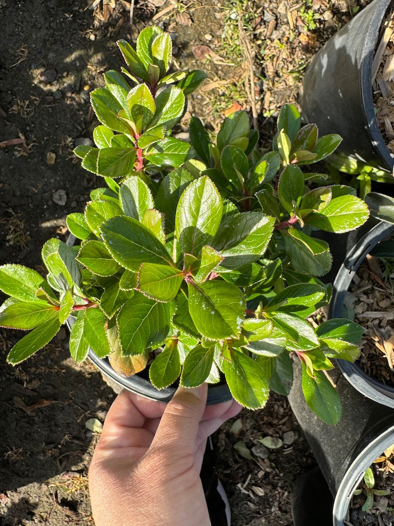 Escallonia Fradesii - 1 Gallon Pink Escallonia Shrub - Evergreen Hedge Plant - Serated Glossy Leaves - Rosy-Red Flowers