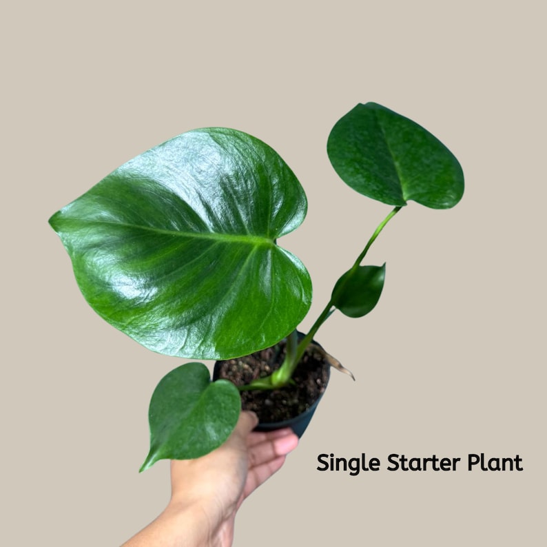 Monstera Deliciosa Plant in Nursery Pot | Easy Care Indoor Plant | Low Light Houseplant | Air Purifying Swiss Cheese Plant