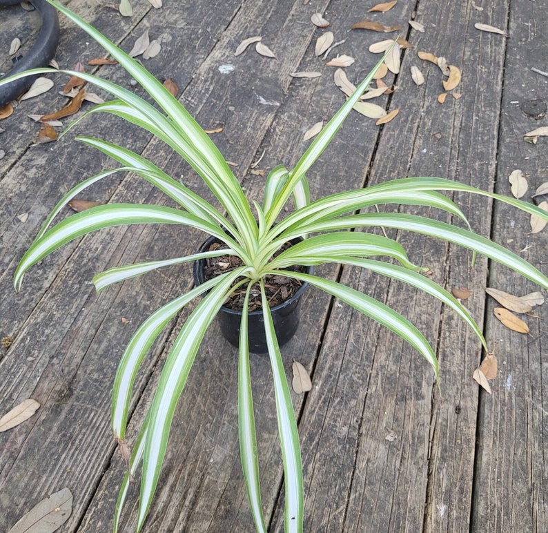 Spider Plant 8-11in Variegated Bonnie Spider Ivy Chlorophytum comosum Curly Airplane Plant