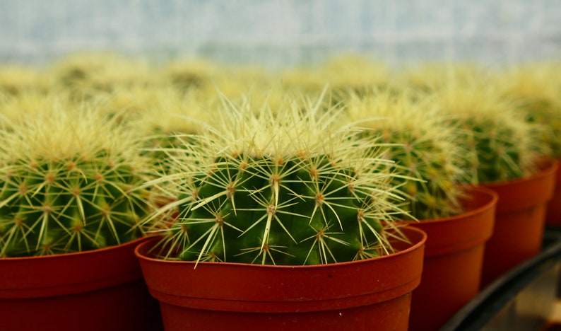Golden Barrel Cactus | 6" & 8" Pots | Echinocactus Grusonii | Drought-Tolerant Outdoor Plant with Yellow Flowers