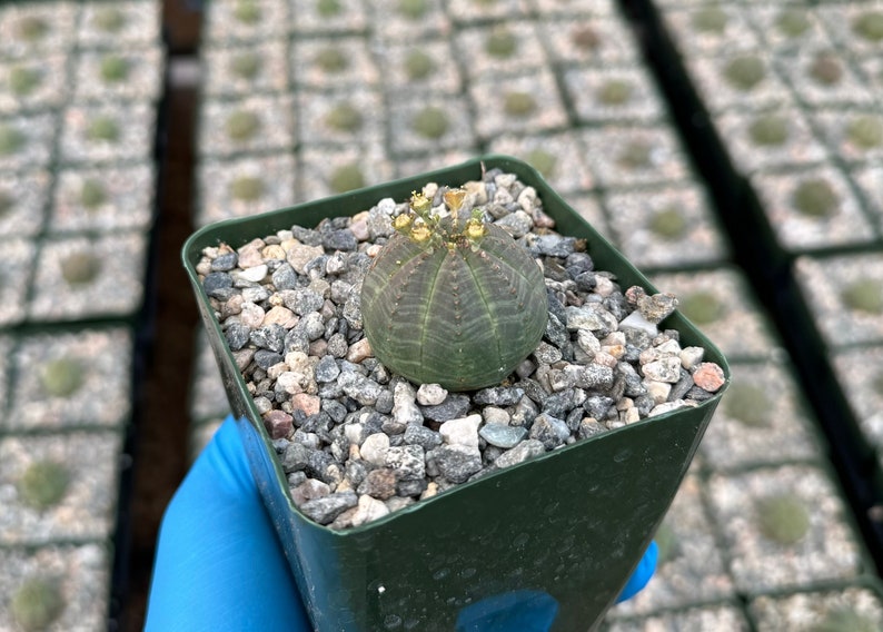 obesa succulent Euphorbia Obesa | 4" Live Baseball Plant | Rare Succulent