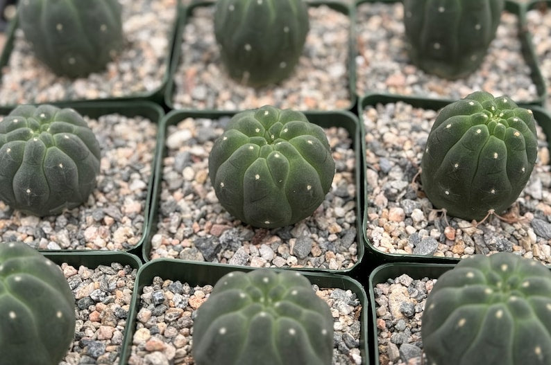 Matucana Madisoniorum Albiflora Cactus | 3" Live Plant | Rare White Flowering Cactus | Matucana madisoniorum