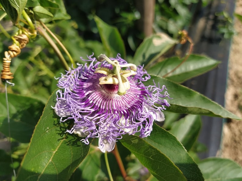 Maypop Plant - 4-6 Inch Purple Passion Fruit - Passiflora Incarnata - Hardy Perennial Vine for Gardens and Wildlife