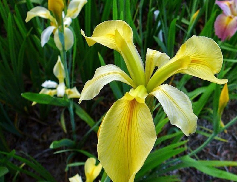 Dixie Deb Iris 6 Pack - Winter Hardy Aquatic Pond Marginal Plant - Louisiana Iris (Iris brevicaulis) - Sulfur Yellow Flowers